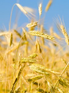 Grain ears in wheat field